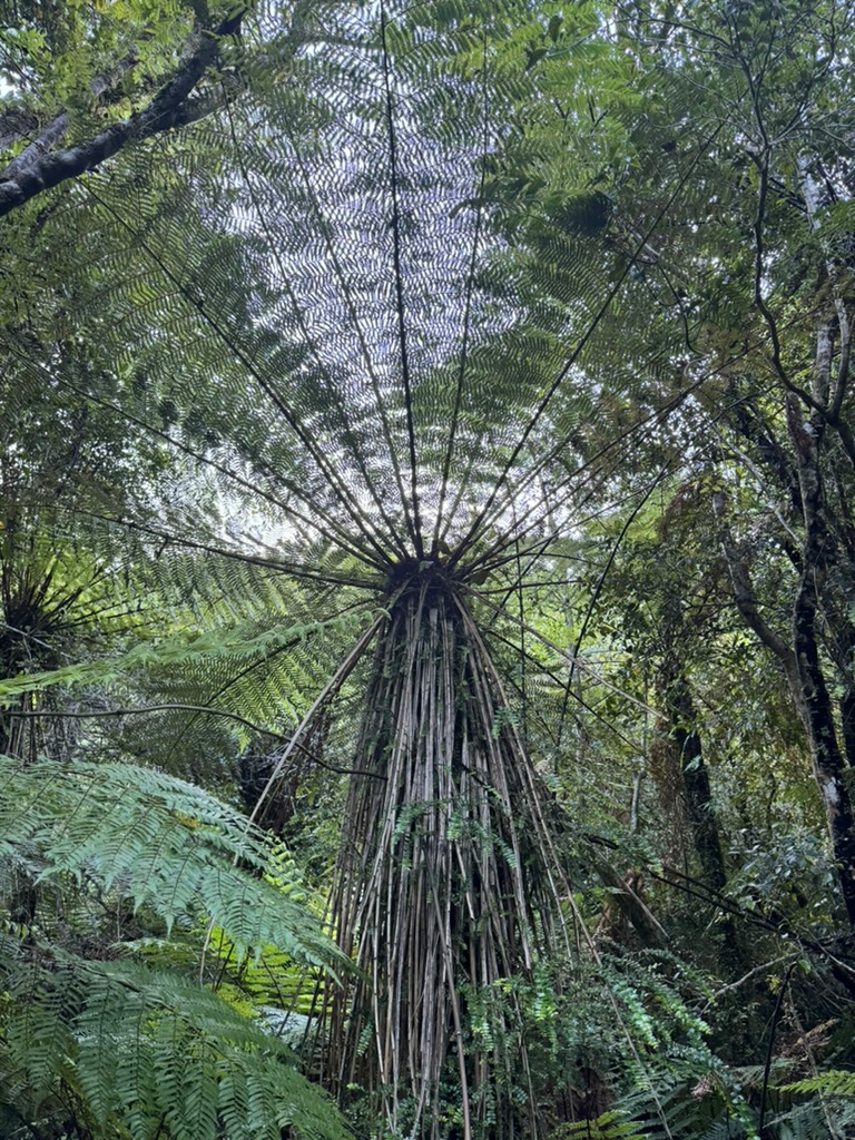 A tree on Wharekai Te Kou Walk in Jackson Bay, New Zealand