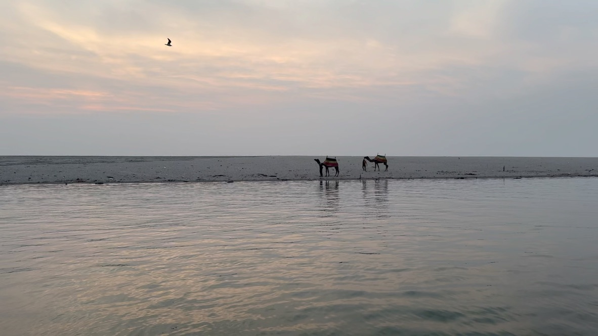 Camels on the shore of Ganges River in Varanasi, India