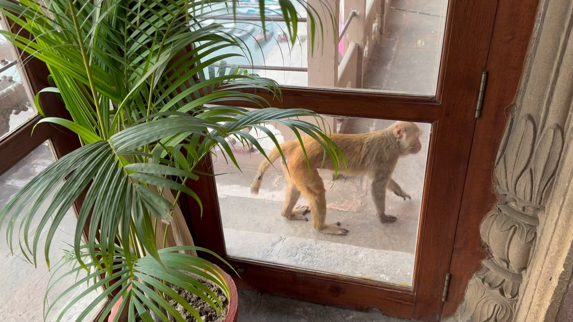 Monkey outside window of BrijRama Palace in Varanasi, India