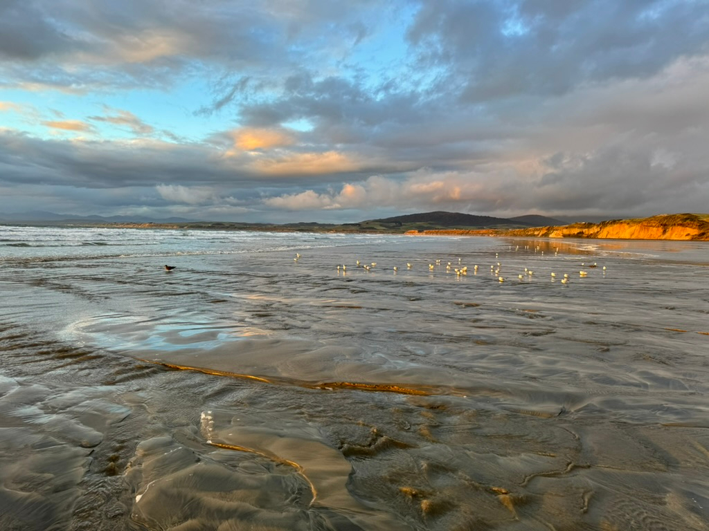 Seagulls enjoying the sunset at Monkey Beach freedom camping in New Zealand