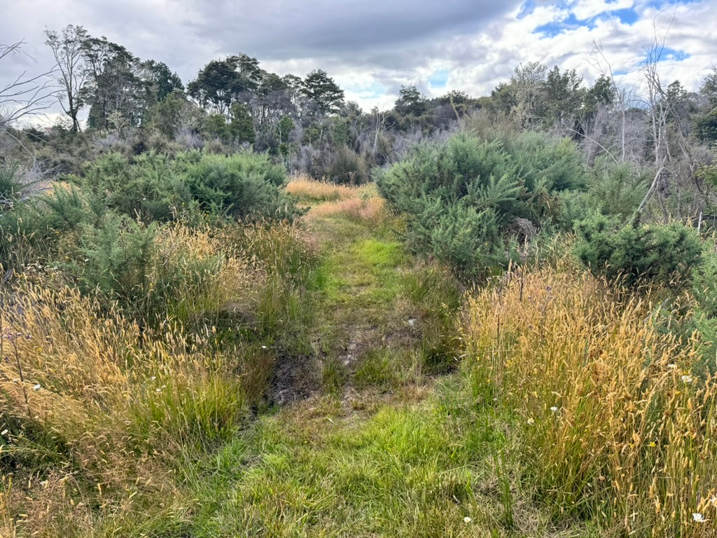 An overgrown path in Waiuta, New Zealand, a ghost town