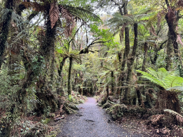 The trail to McLean Falls in Catlins Forest Park, New Zealand