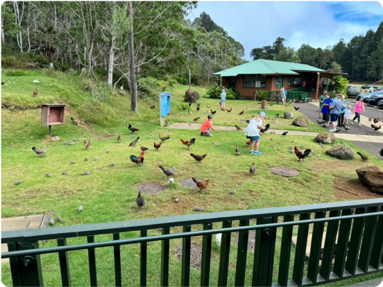 Roosters and hens outside Kokee Lodge in Kokee State Park on Kauai, Hawaii, USA