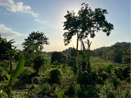 Lush jungle outside of Negril, Jamaica