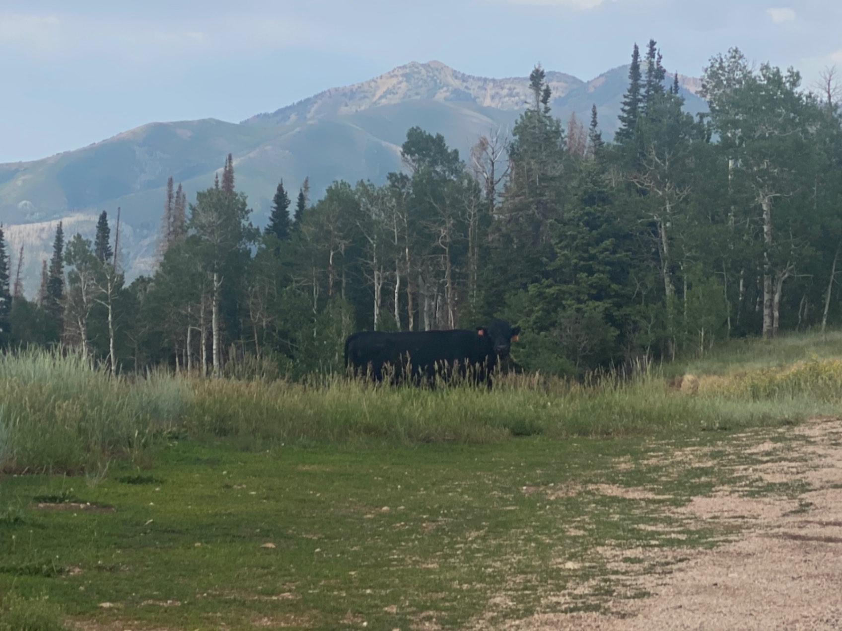 Cow grazing in Utah, USA