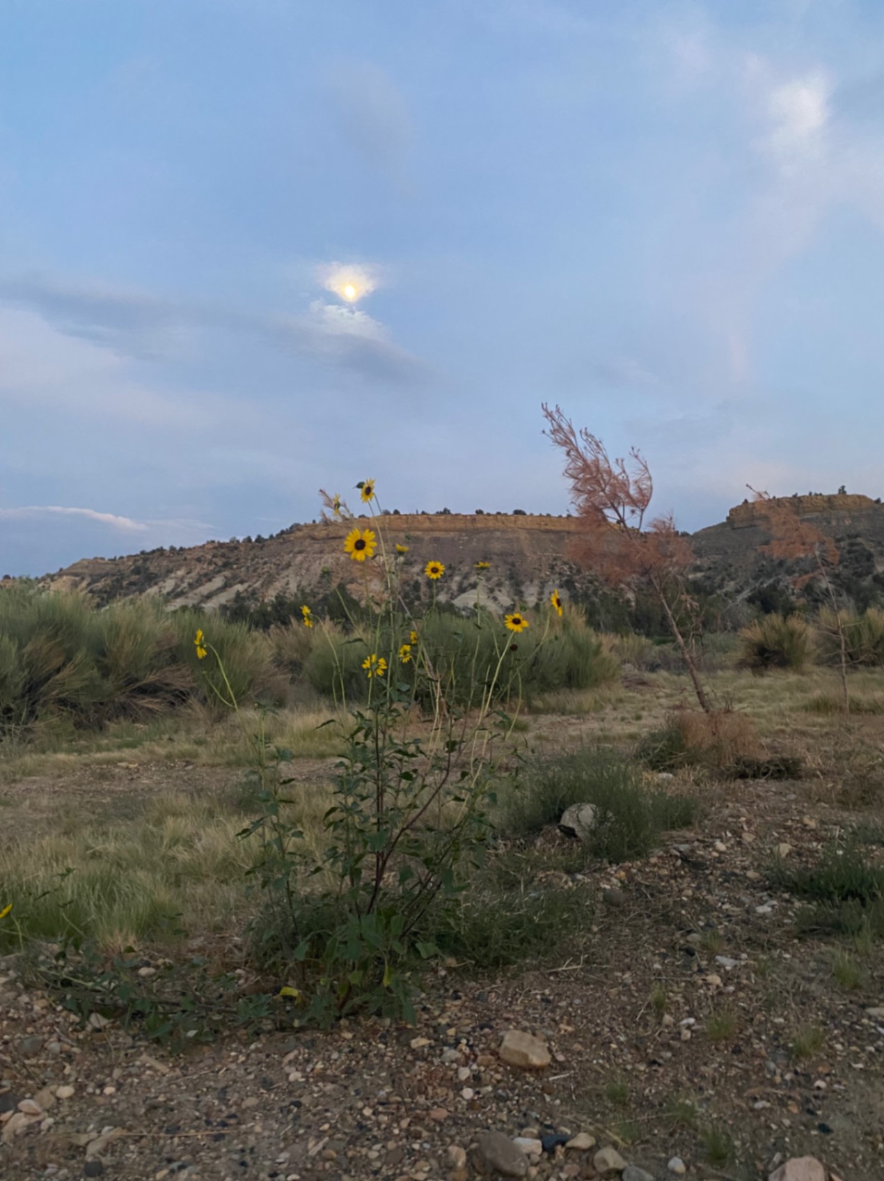 Wildflowers at Ofland in Escalante, Utah, USA